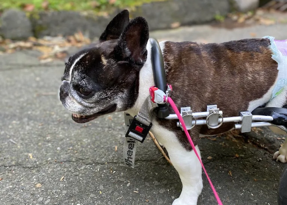 Dog smiling