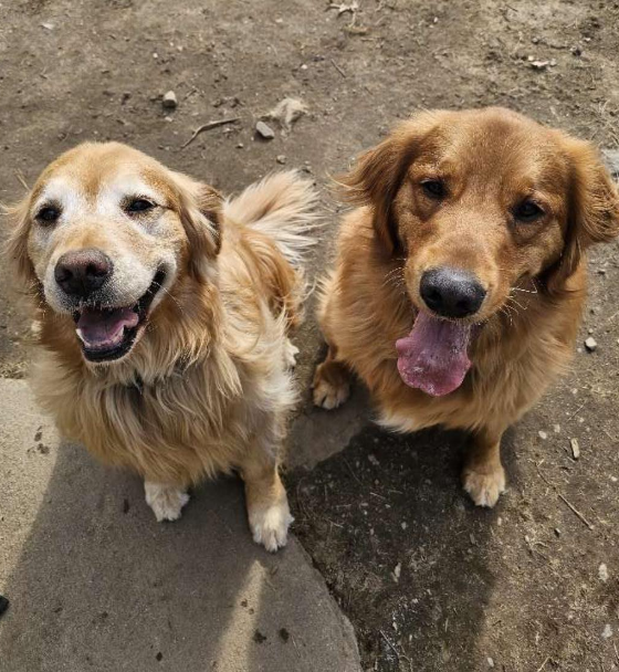 Two-Dogs