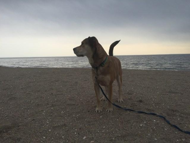 Dog Training Adventure