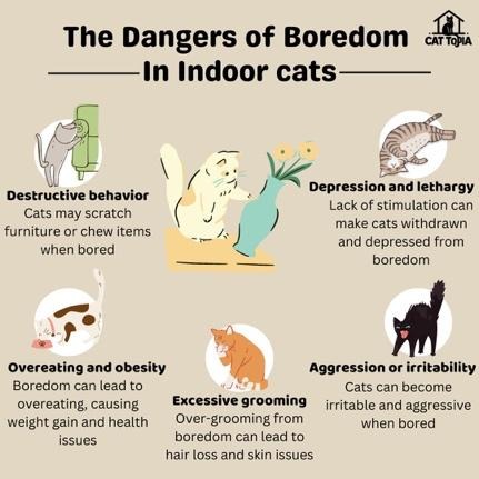 Danger Boredom in Indoor Cats