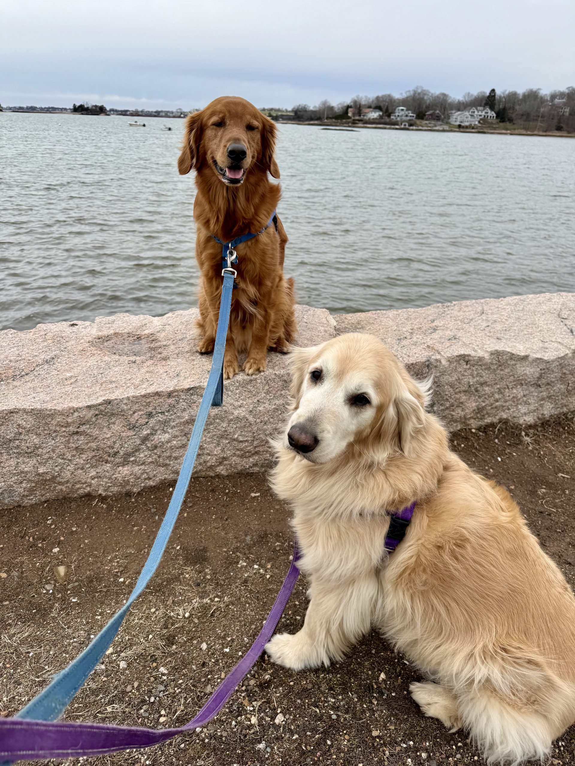 Daily Dog Walks