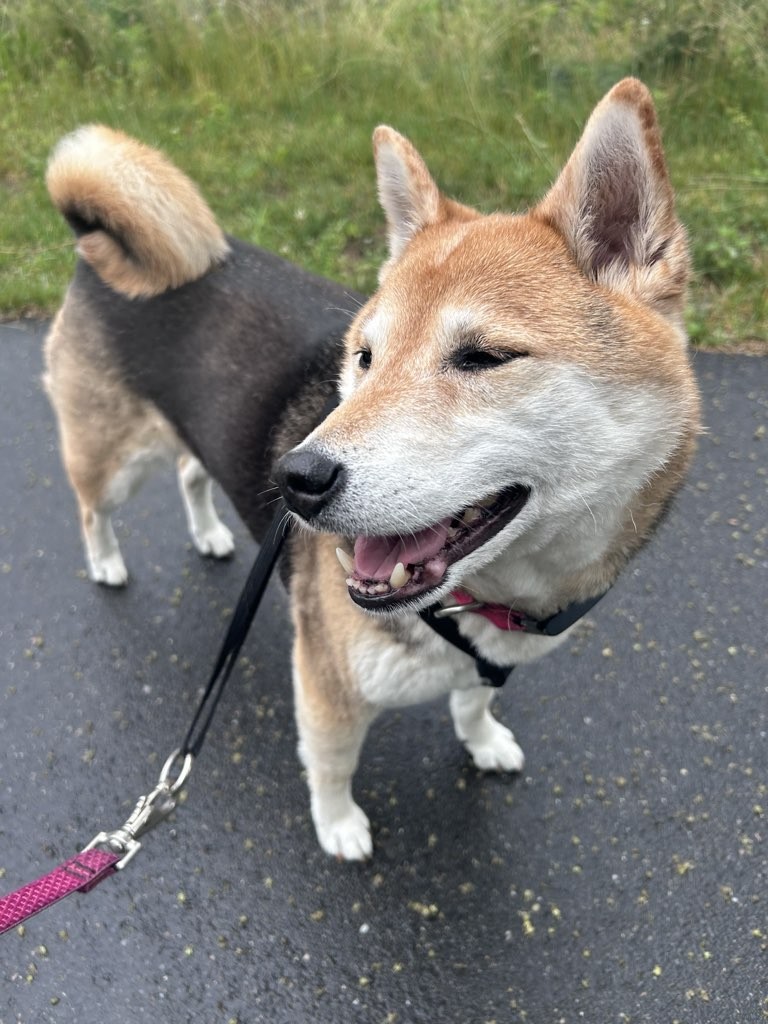 Pet Care Services